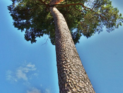 5_Šiurkiškių pušys seserys.jpg